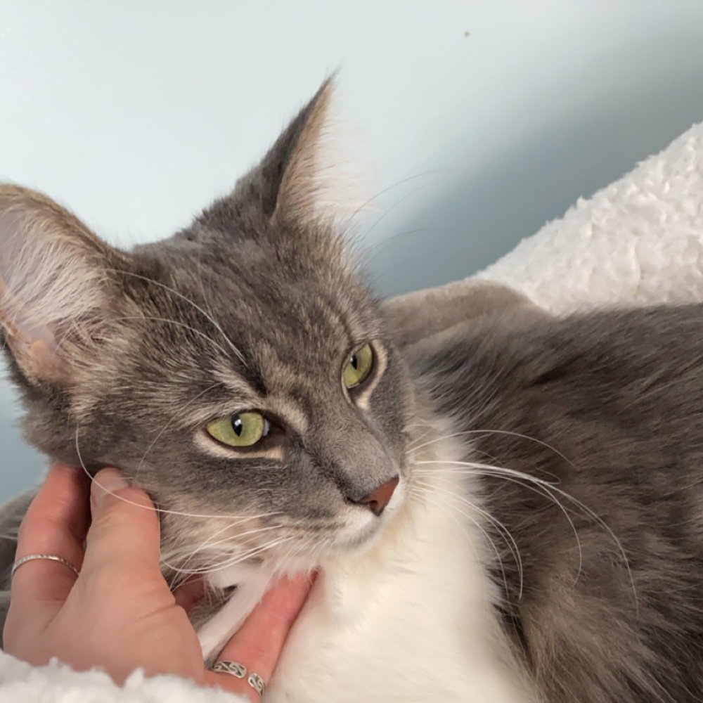 Meet your Posher, Bel